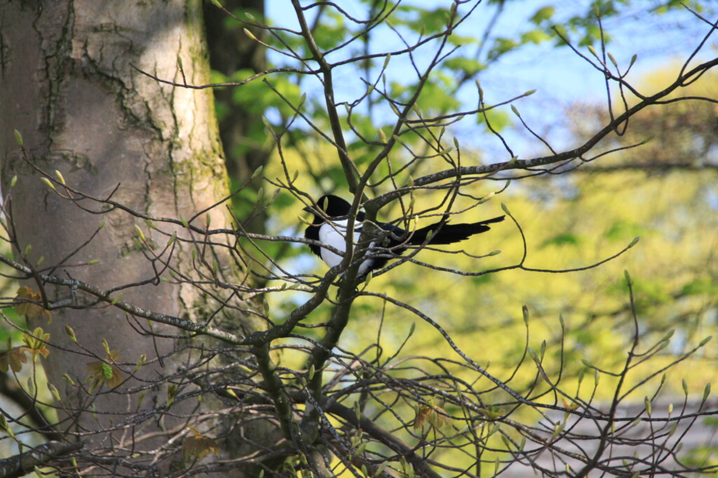 Magpie