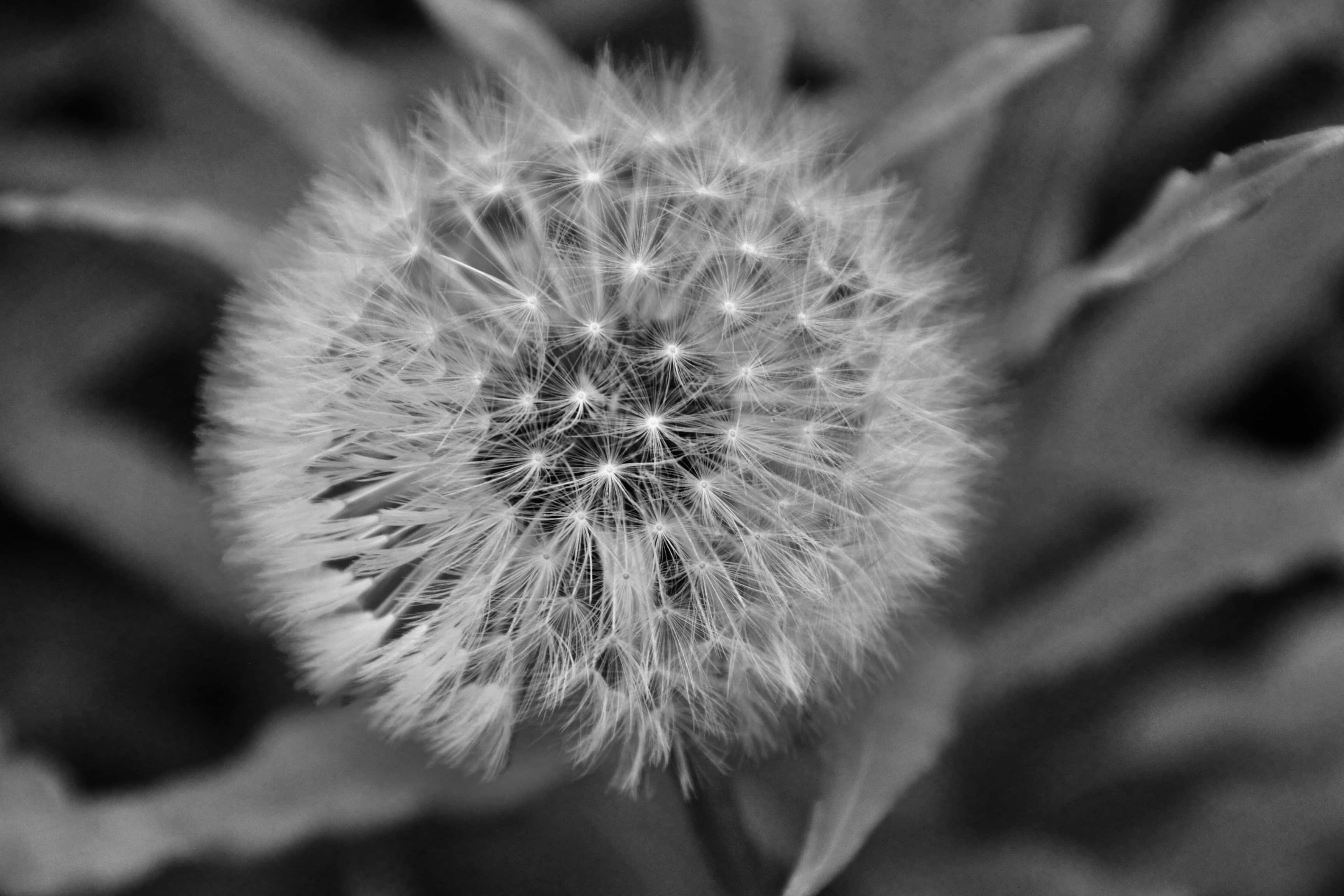 Wish — Mid-Week Monochrome #89