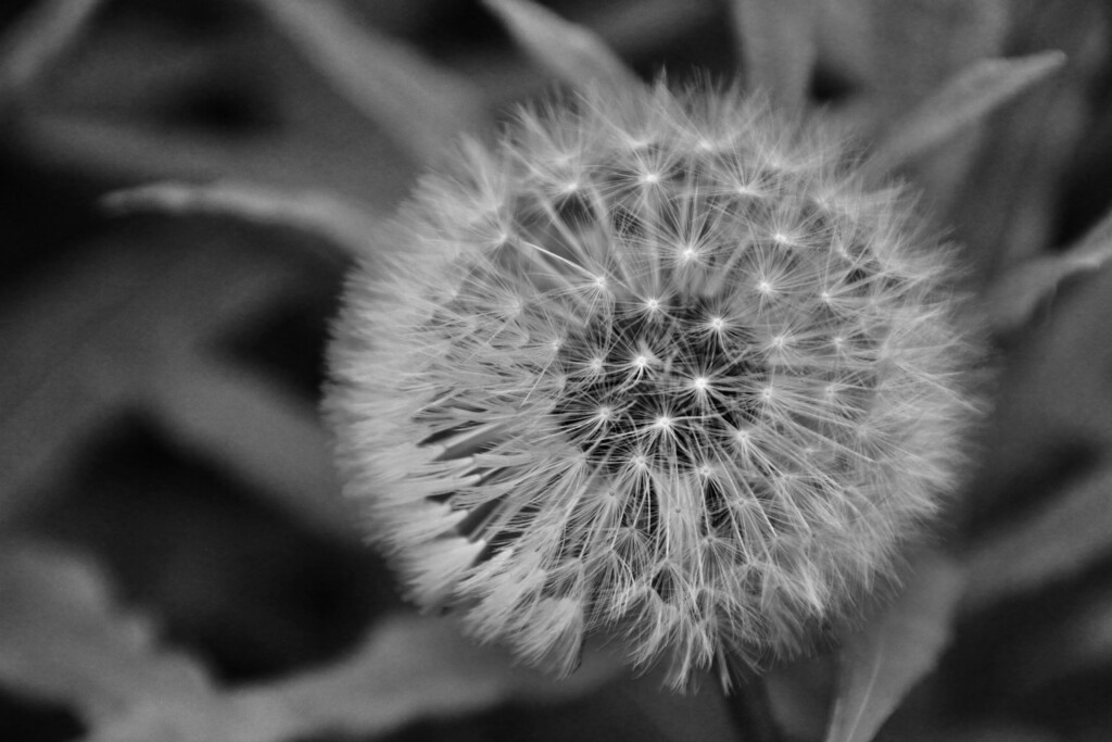 Wish