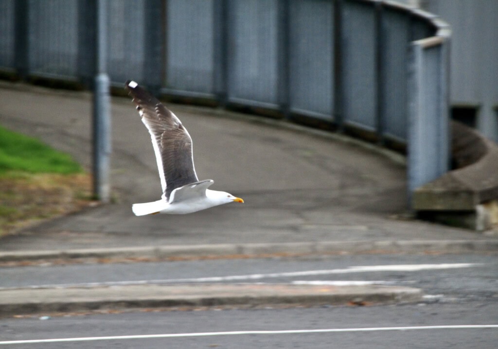 Seagull in flight