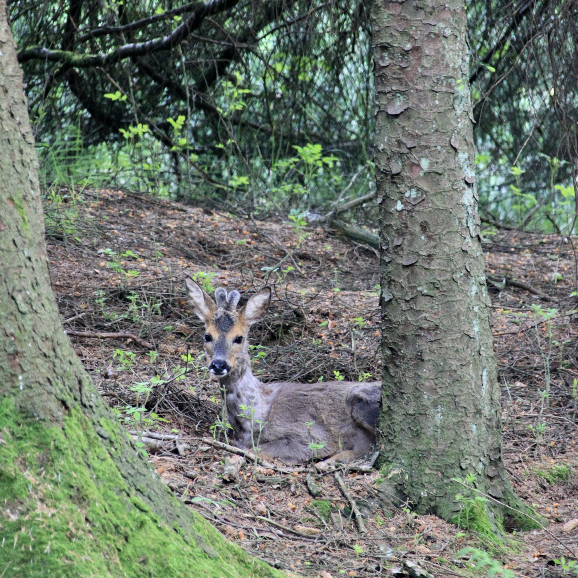 Young Deer — Monday Portrait May 23