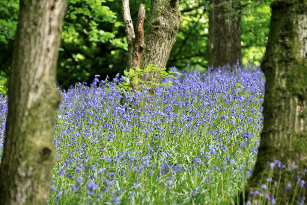 Bluebells in the woods