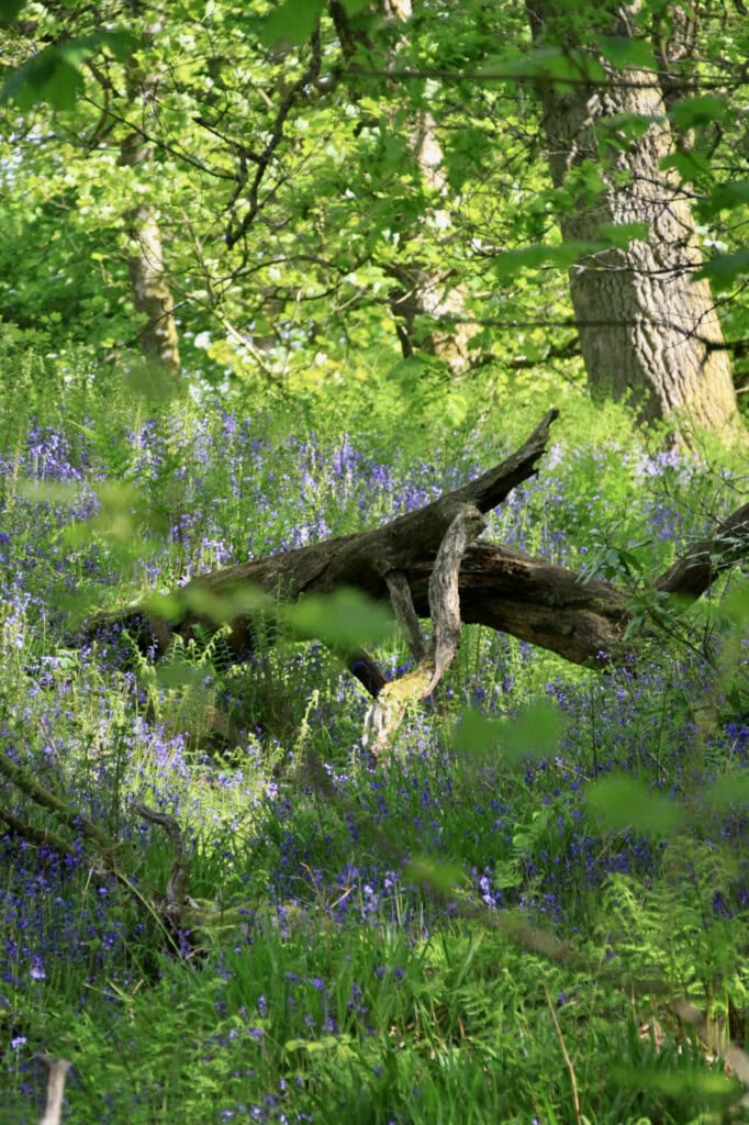 Bluebells in the woods
