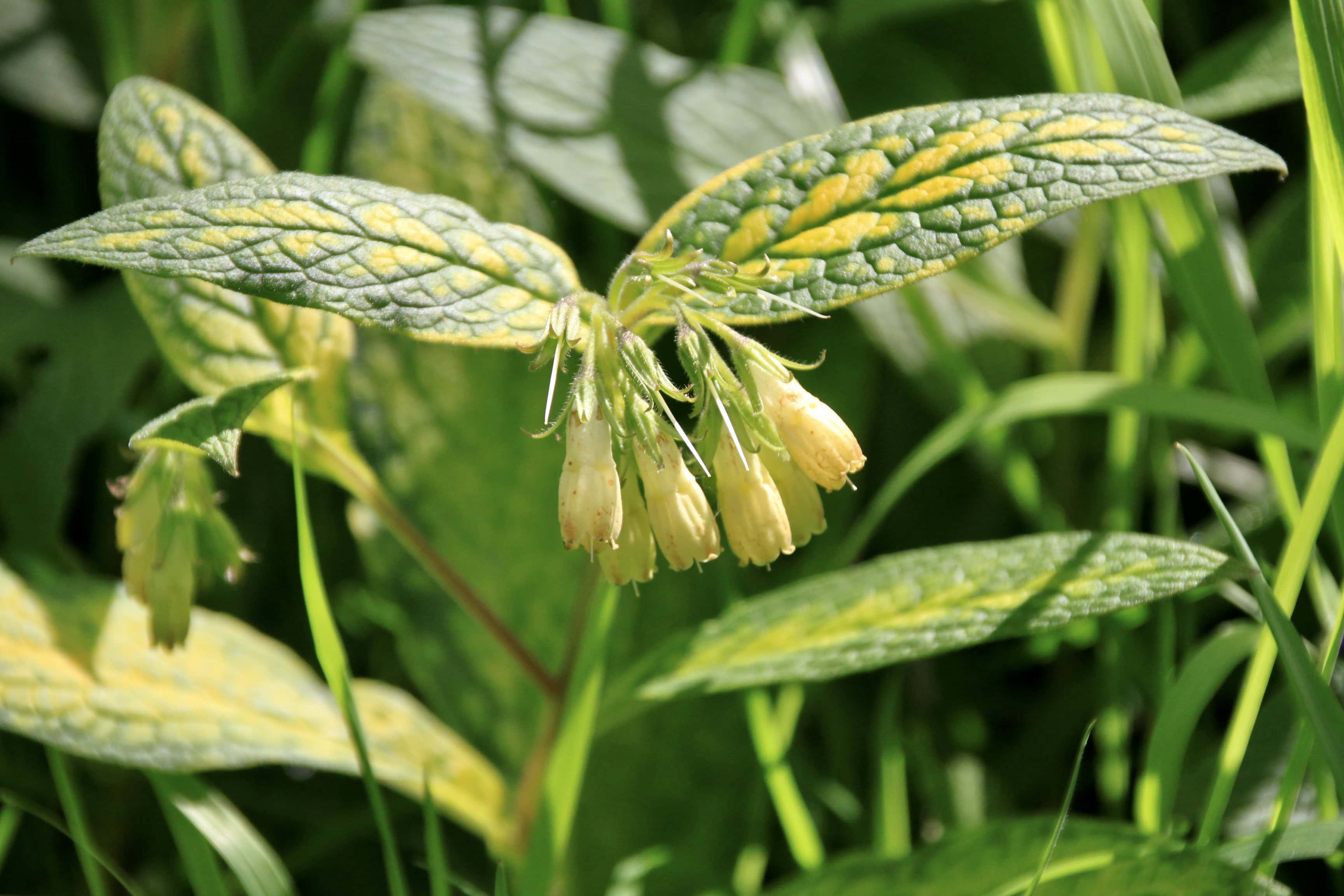 Symphytum — Macro Monday May 23