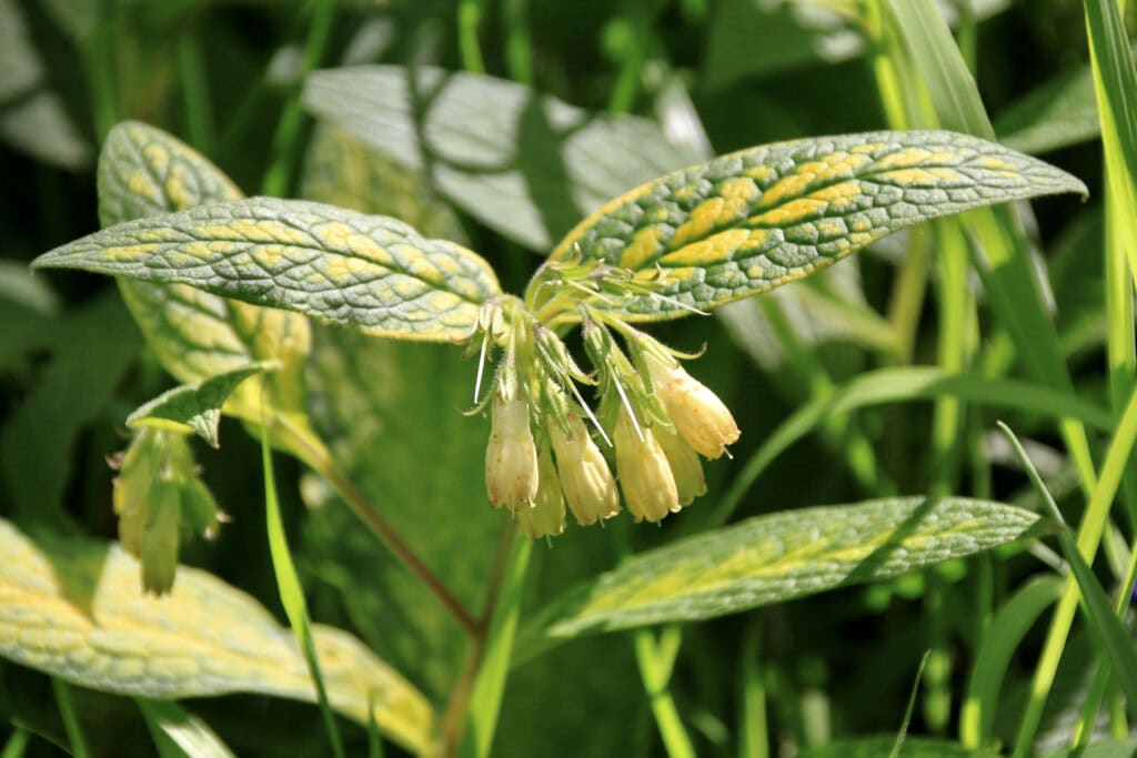 Symphytum