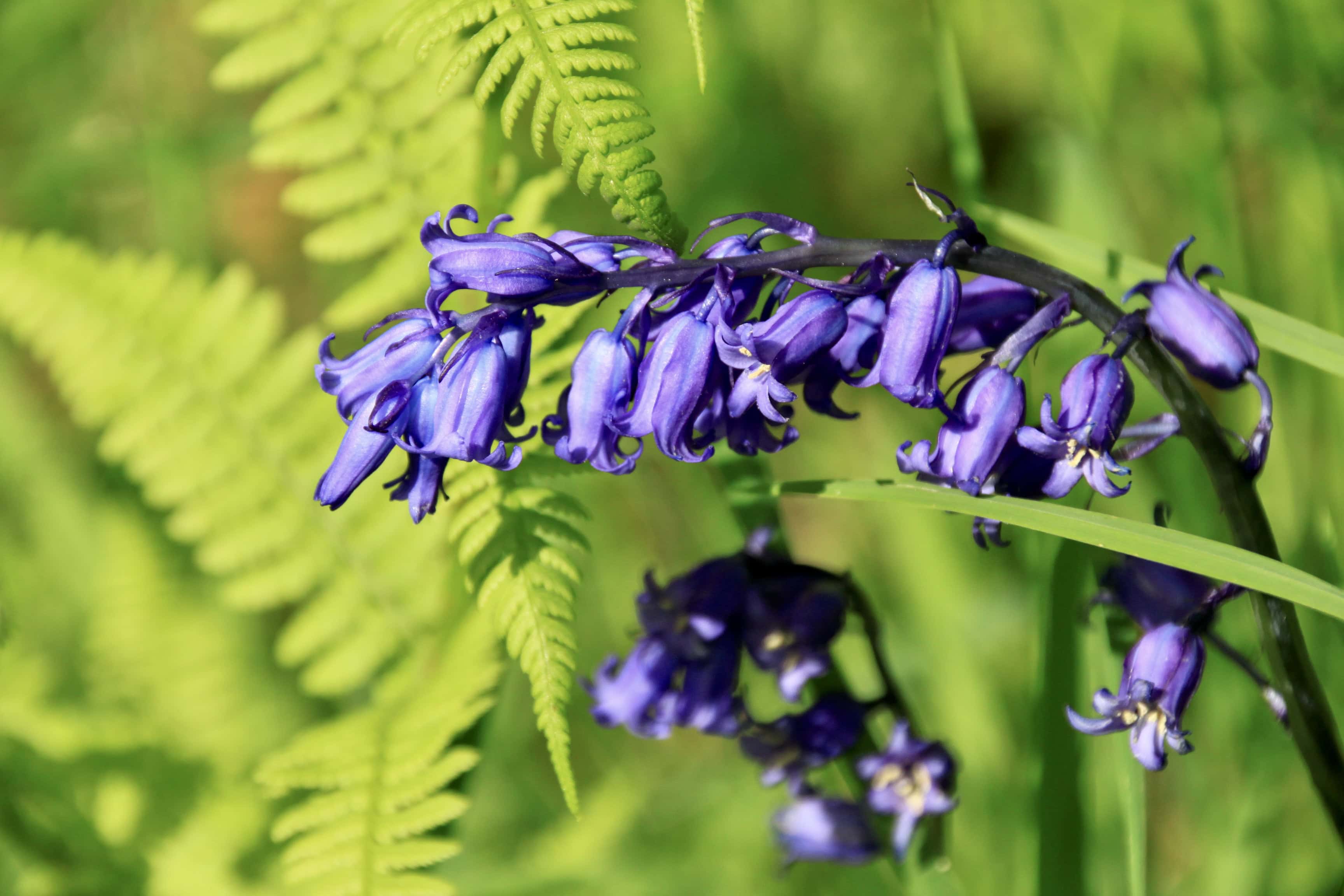 Bluebells and Ferns — FOTD May 22