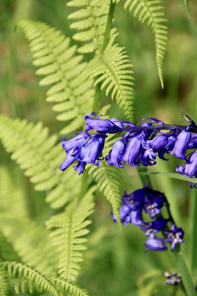 Bluebells & ferns