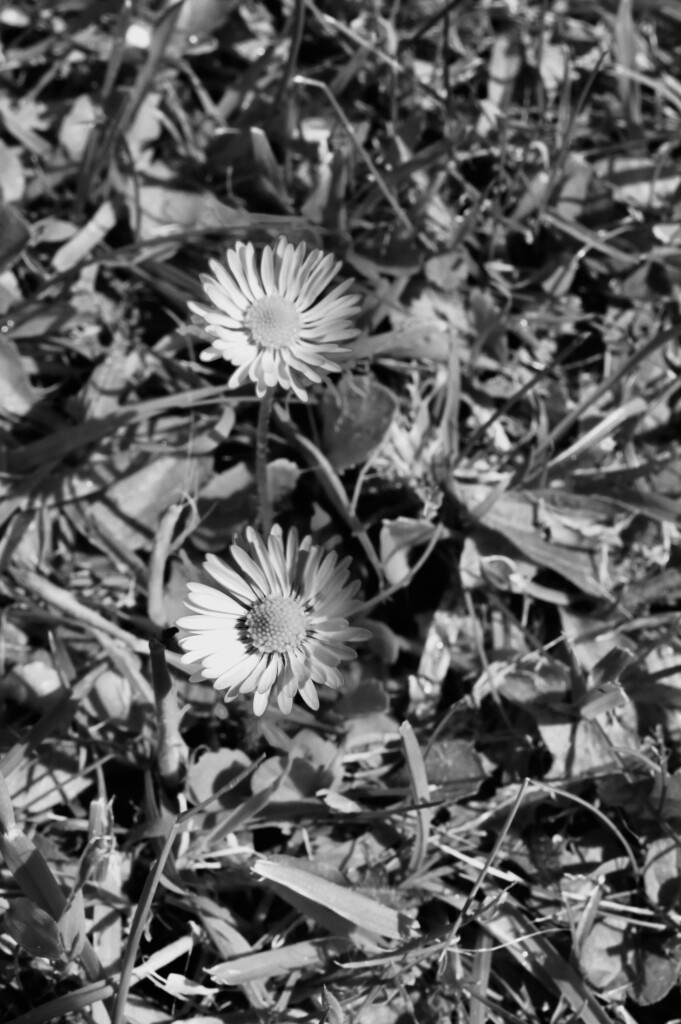 Daisies
