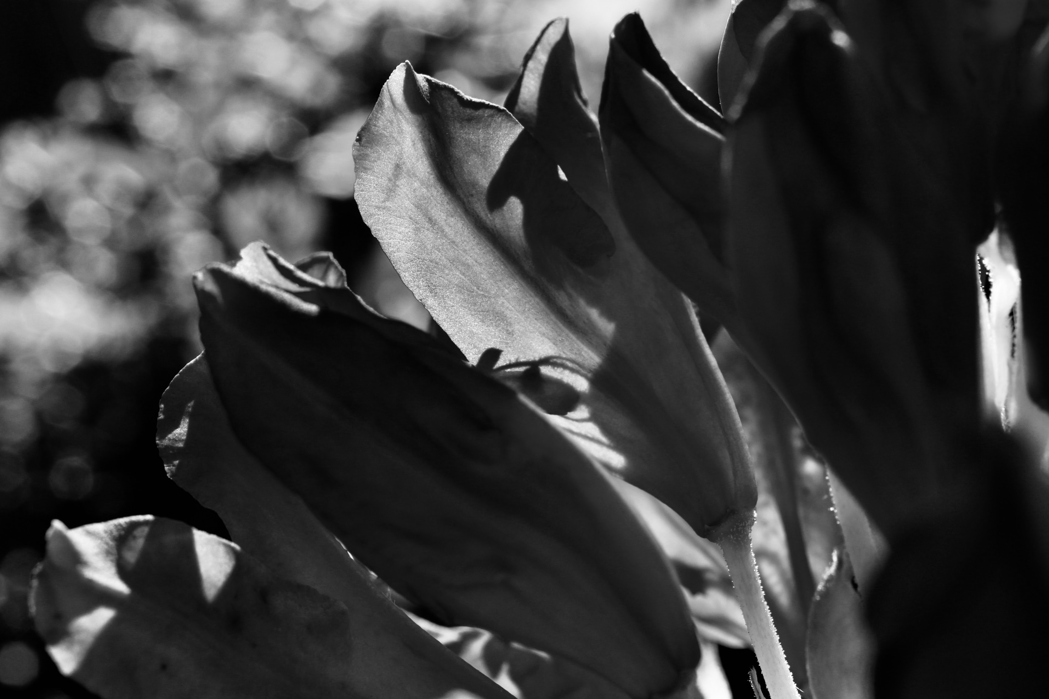 Back-lit Rhododendron — Mid-Week Monochrome #90