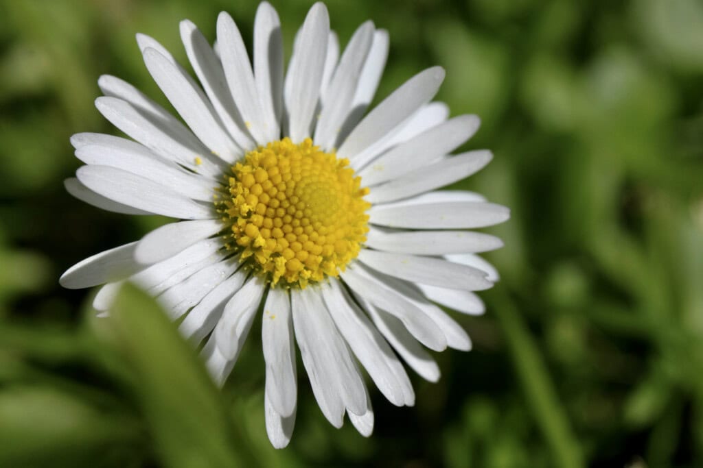 daisy