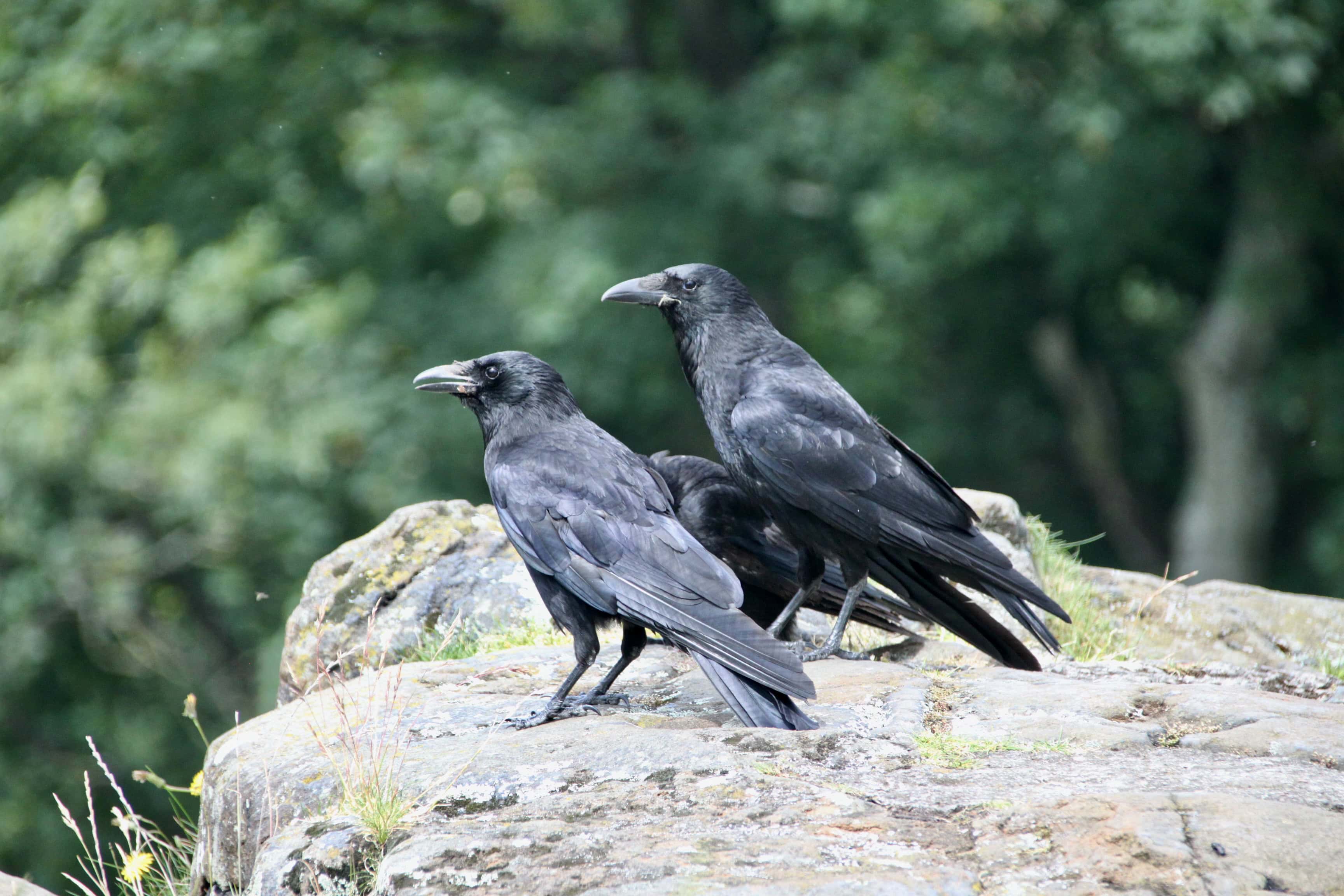 Corbies — Fan Of… #159