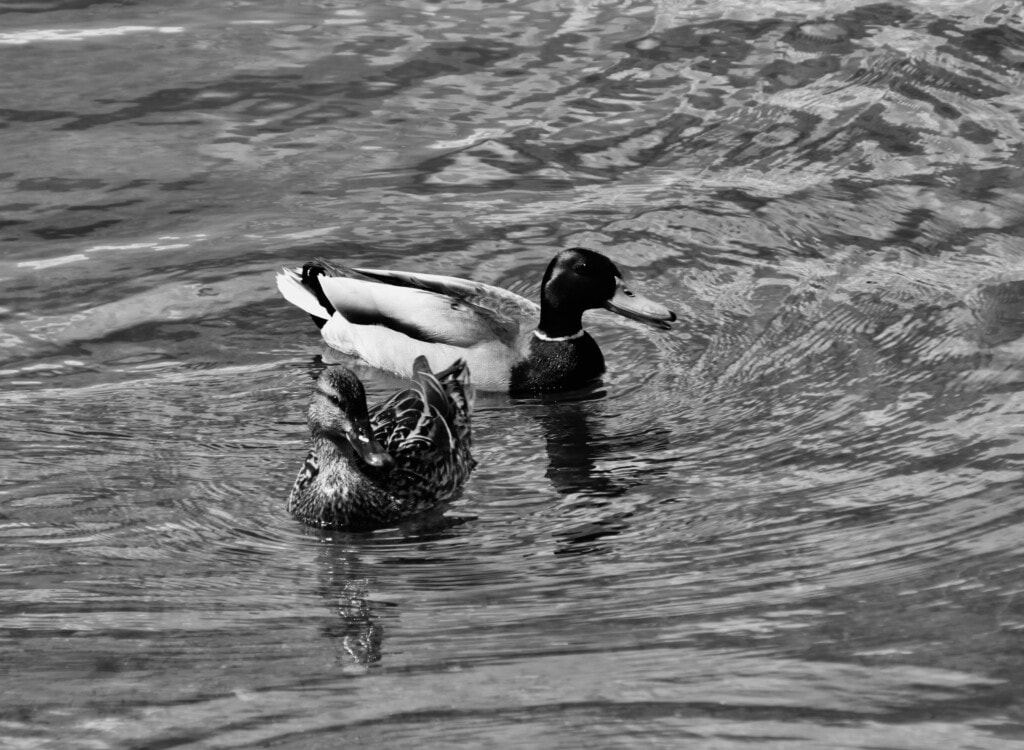 Mallards