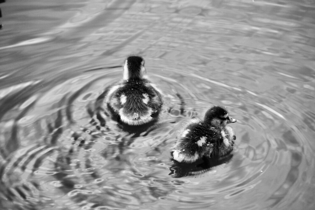 Ducklings