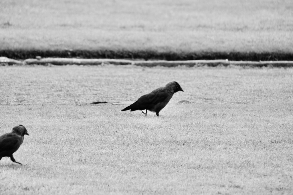 Two Jackdaws (just)