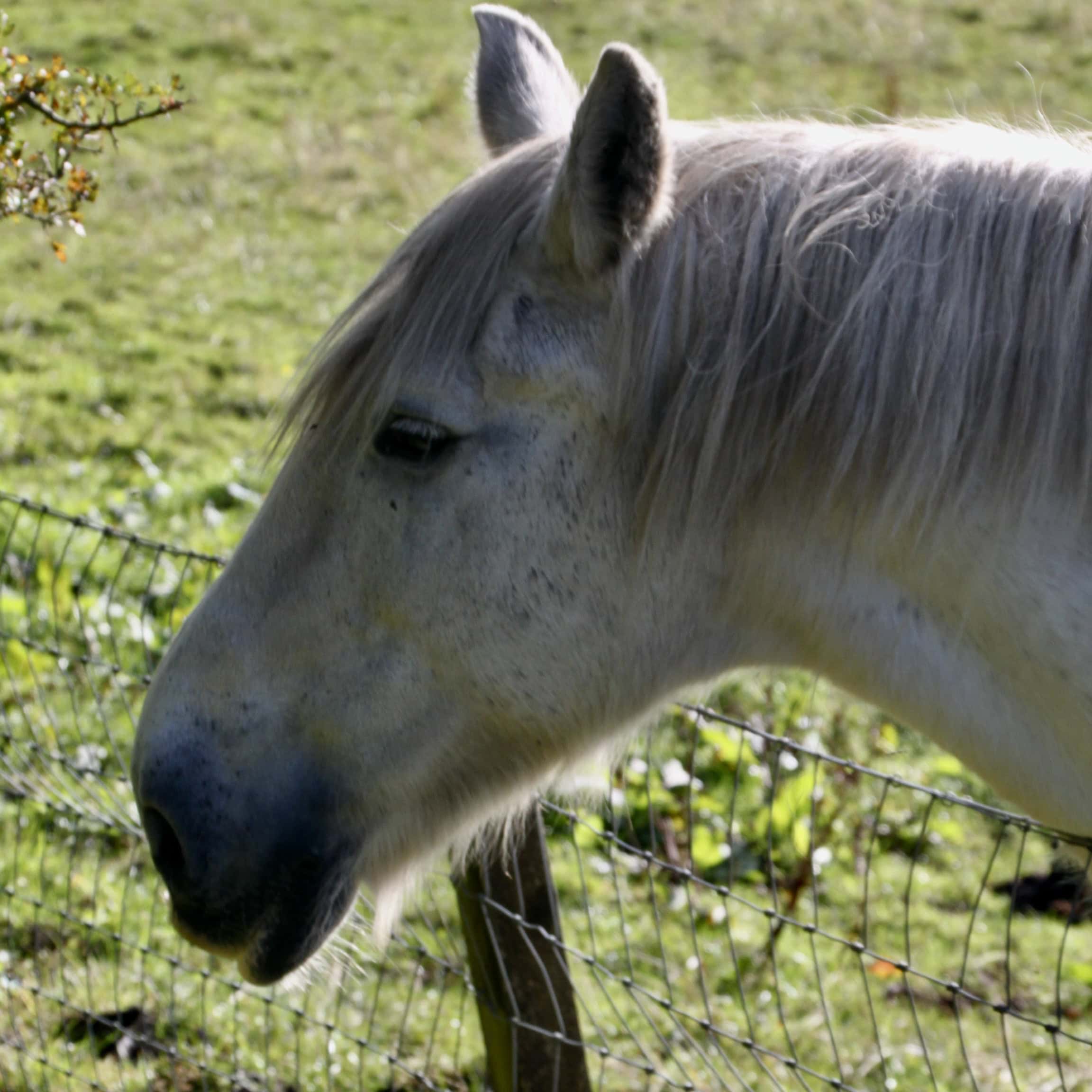 Horse — Monday Portrait May 16