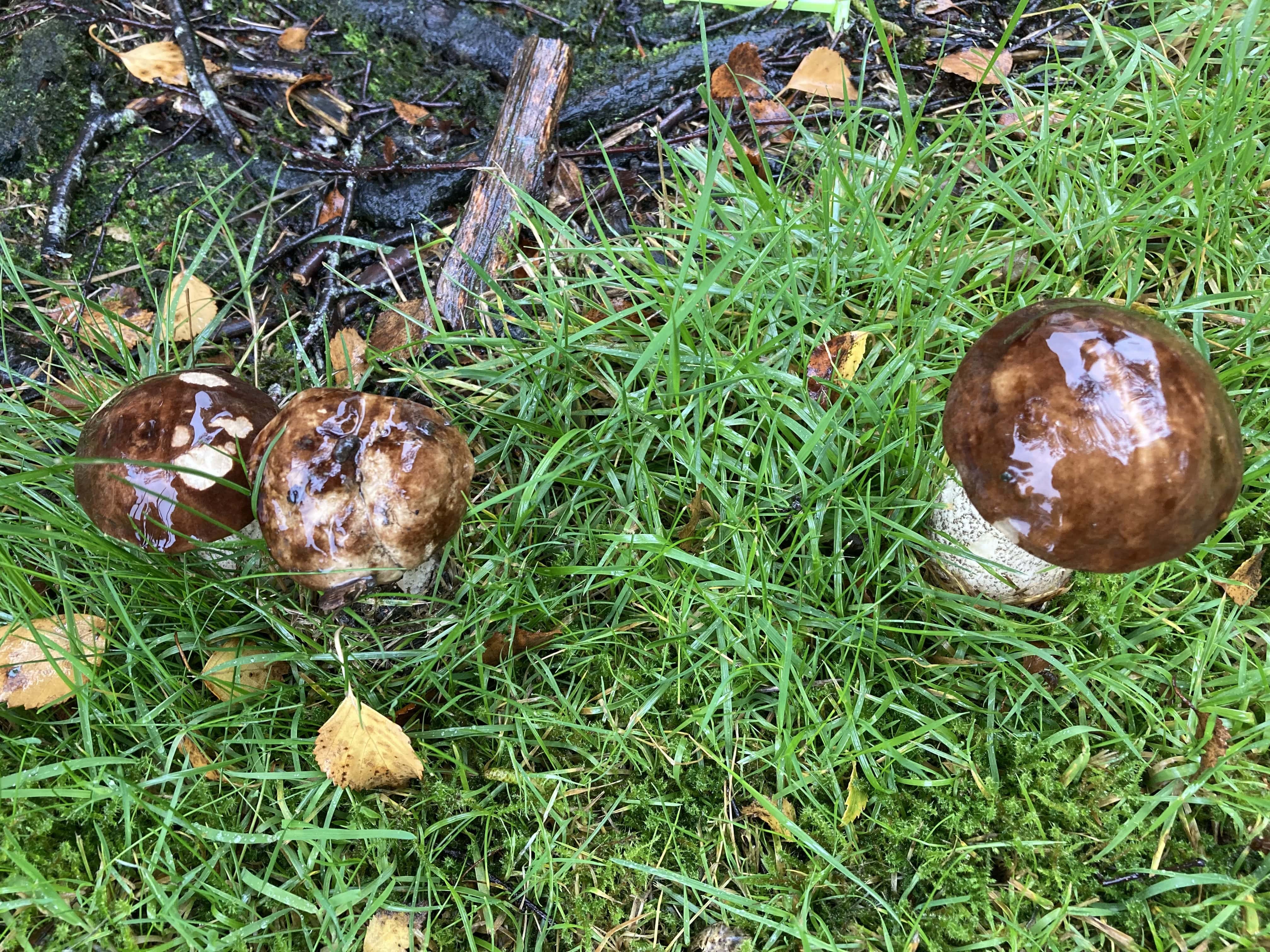 Mushrooms in the Rain — Thursday Trios