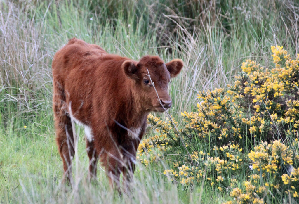 calf