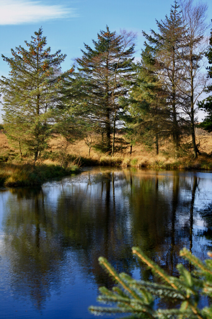 Trees reflected in a lochan
