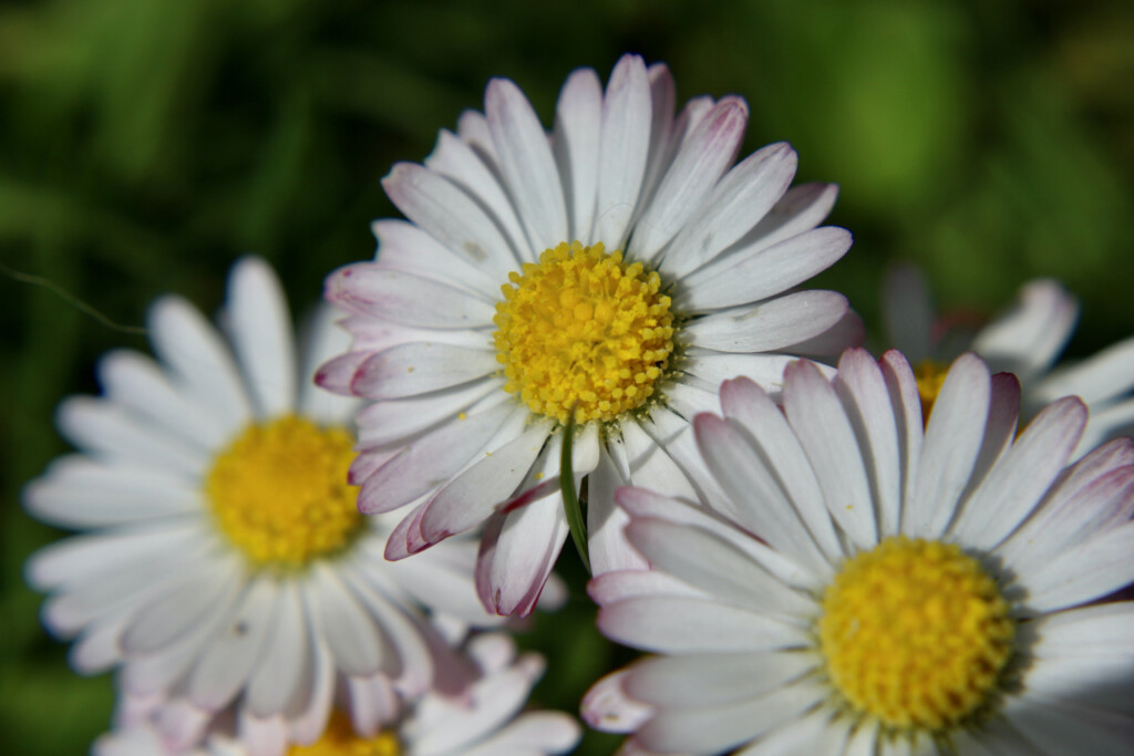 daisies