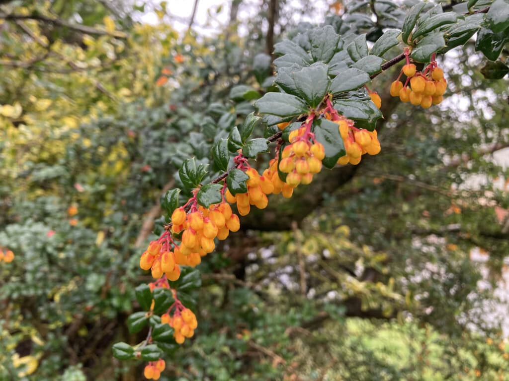Japanese barberry