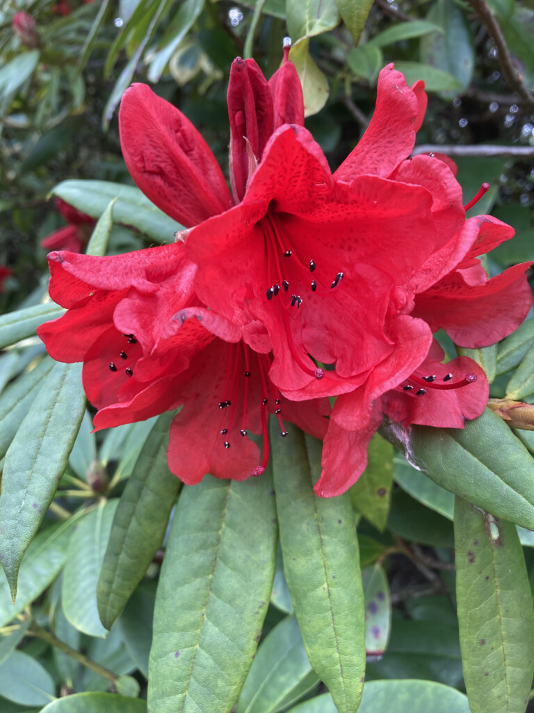 Red Rhodie