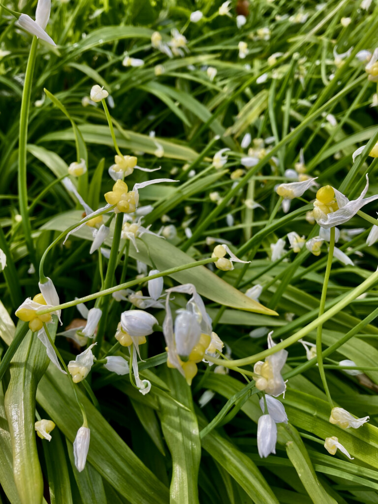Few flowered garlic