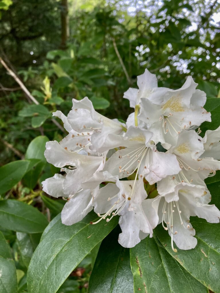 white rhodies