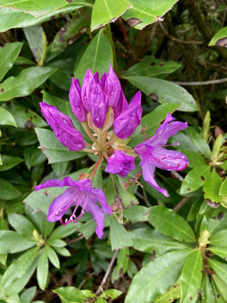 Pink rhodies