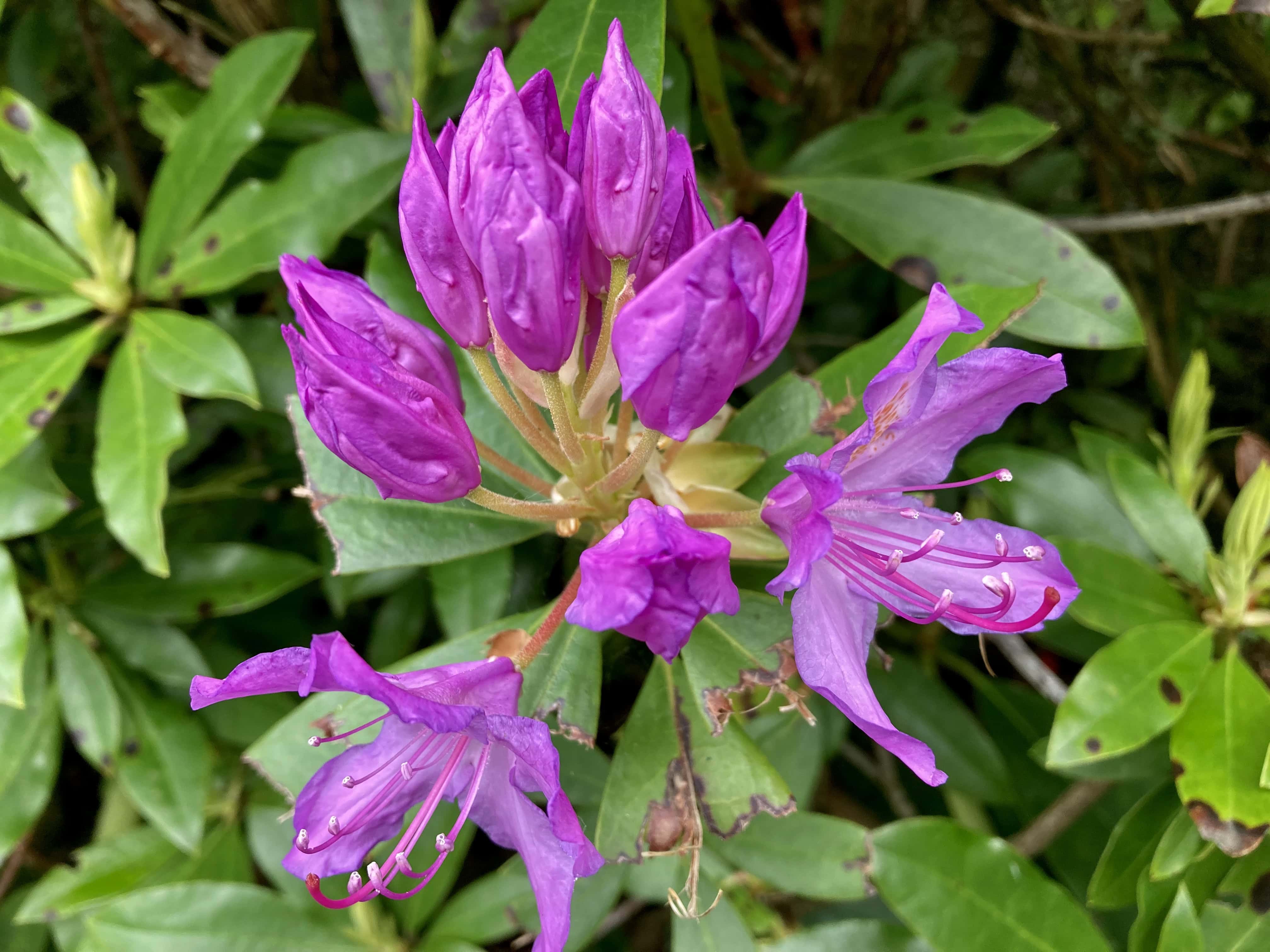 Rhodie Month — FOTD Jul 07