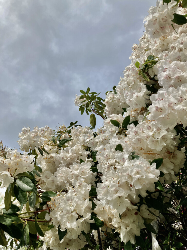 white rhodies