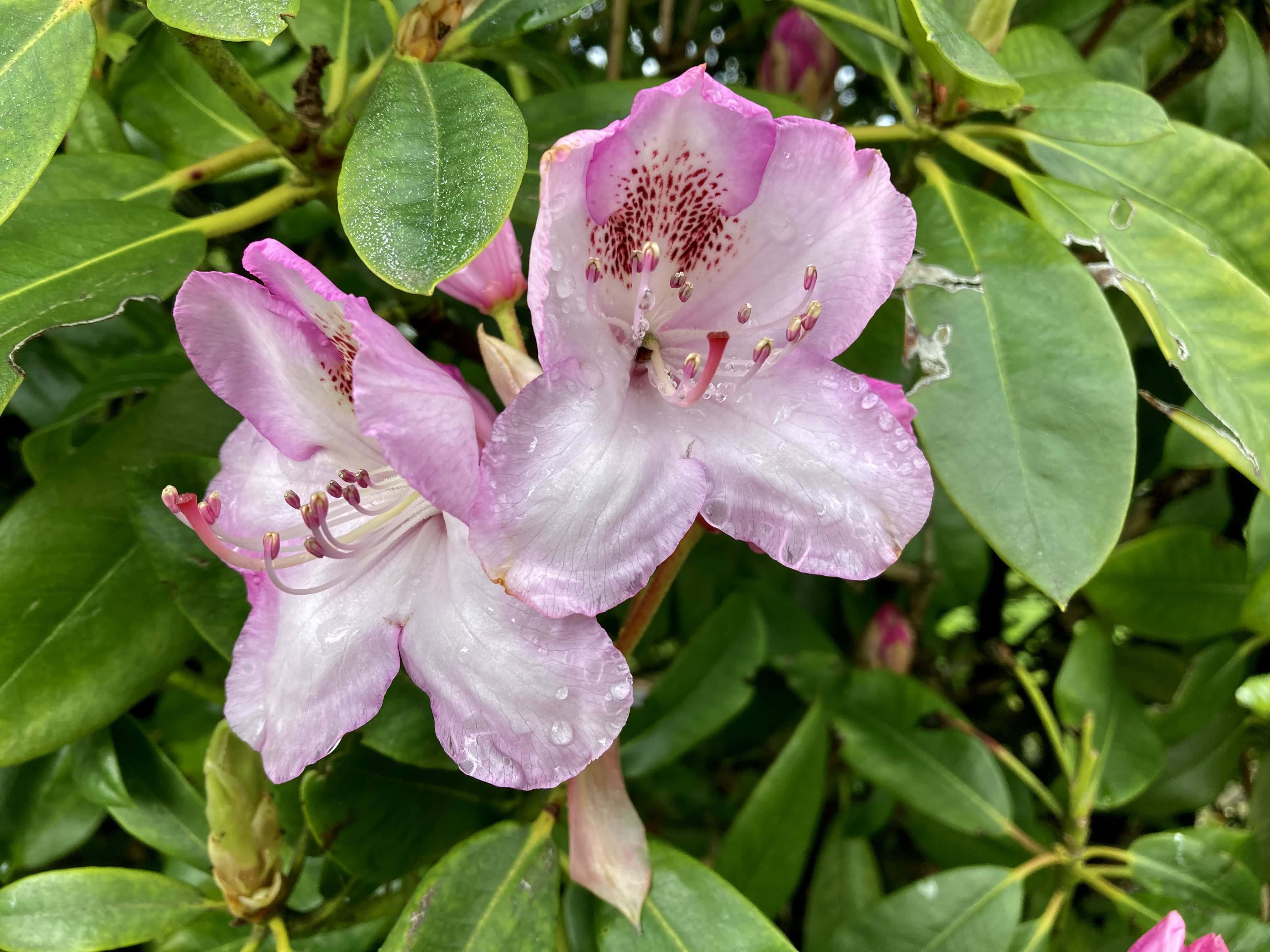 Rhodie Month — FOTD Jul 17