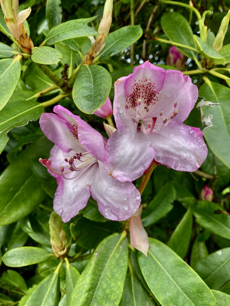 rhodie & raindrops
