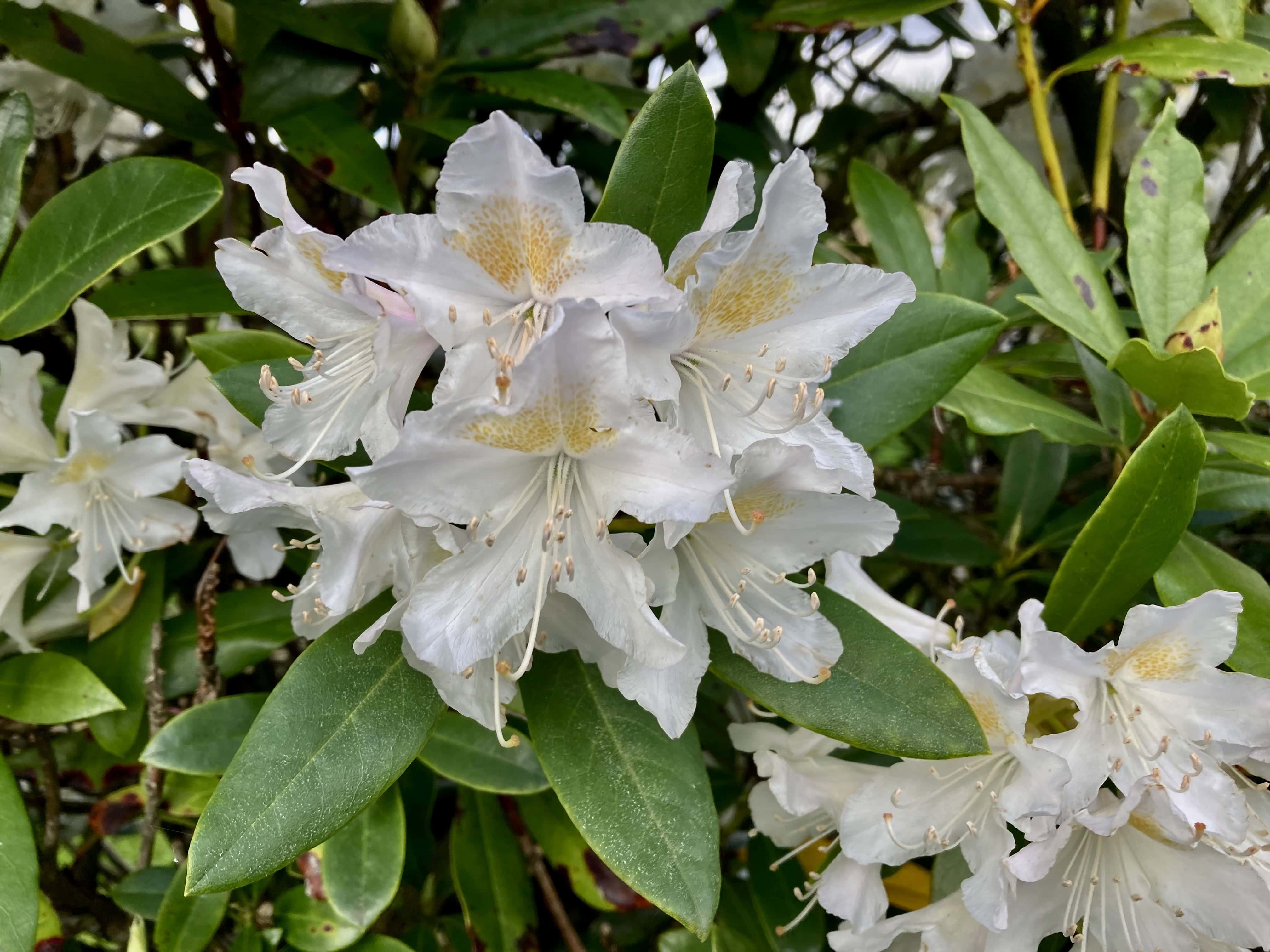 Rhodie Month — FOTD Jul 20