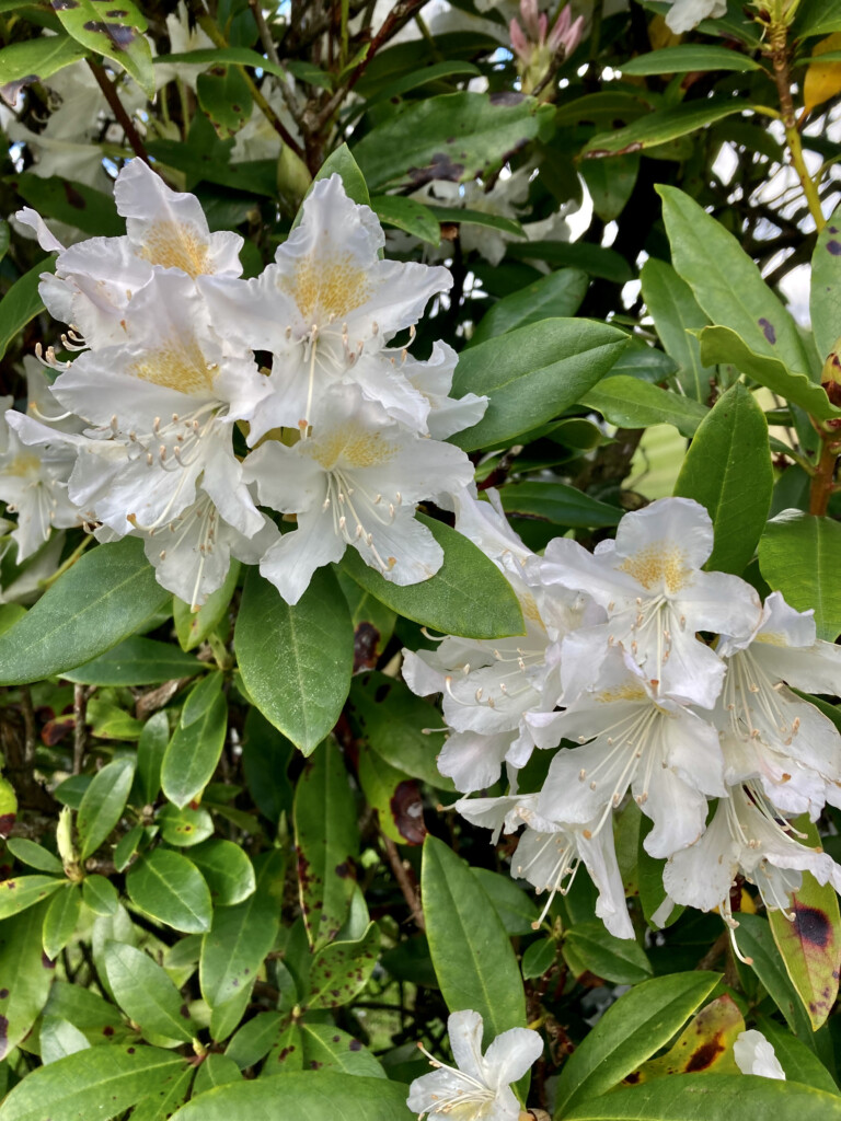 white rhodies