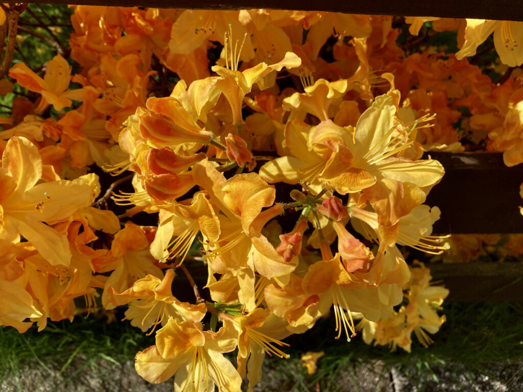 yellow rhodies