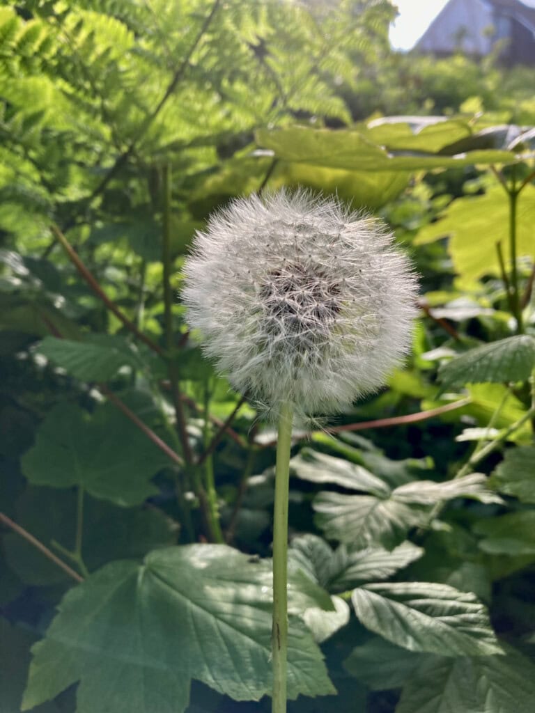Dandelion