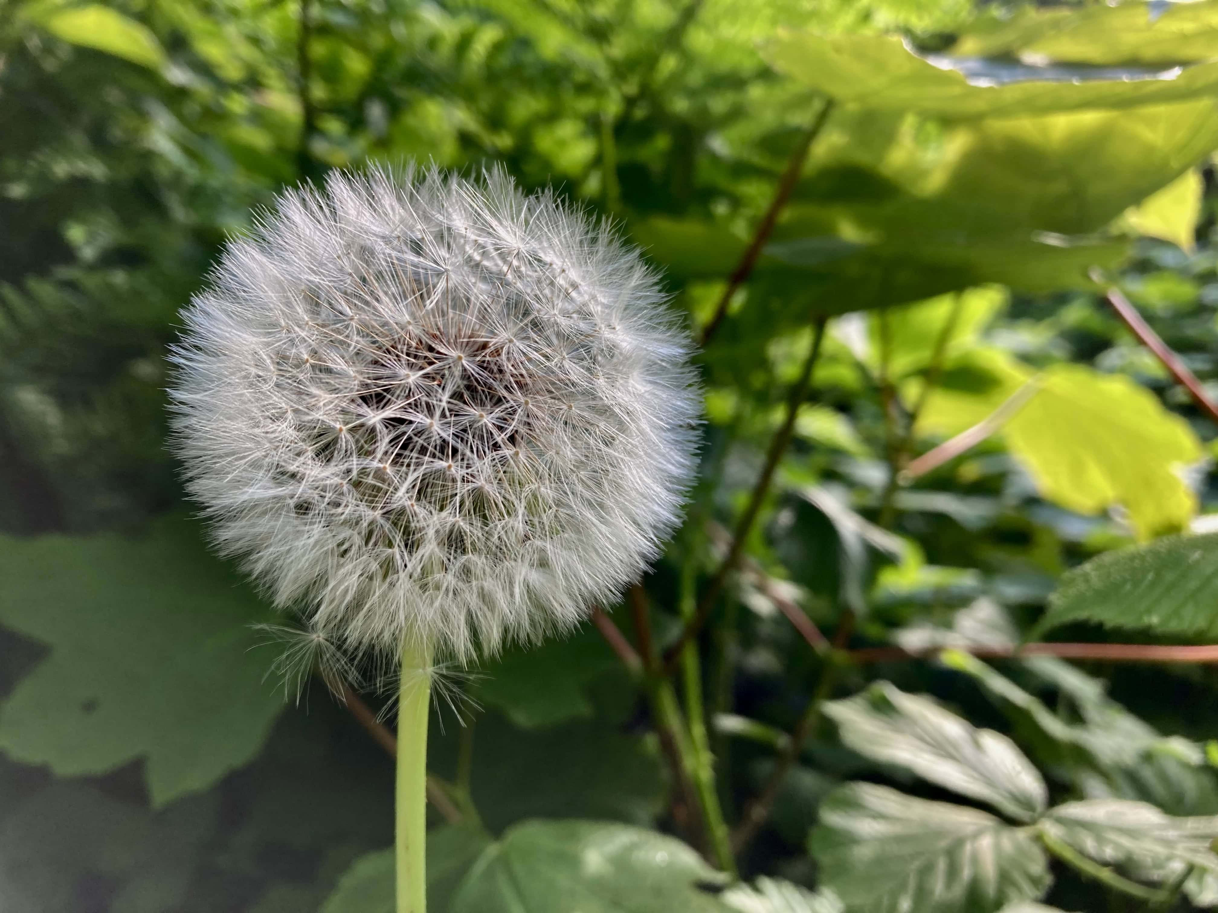 Make a Wish — FOTD Jun 03