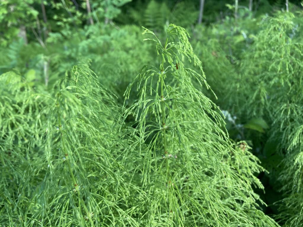 Wood horsetail