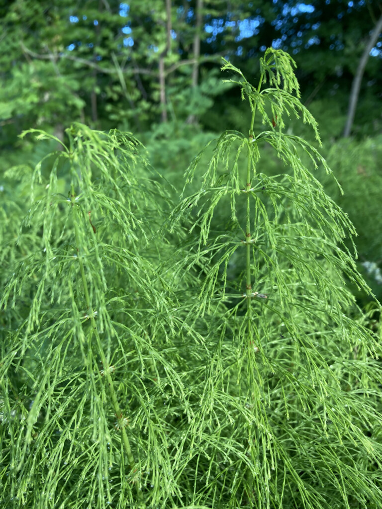 Wood horsetail