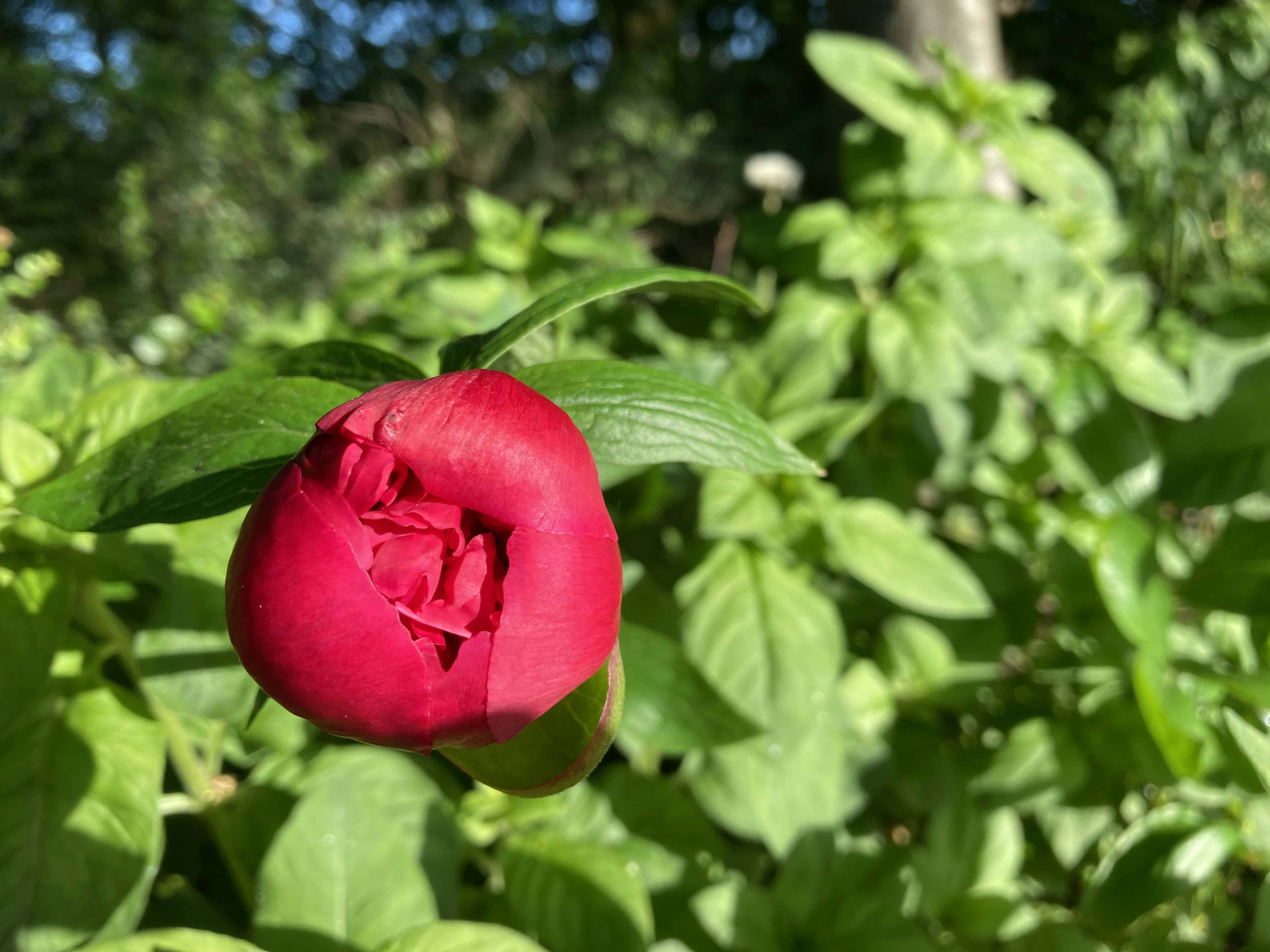 Peony Bud — FOTD Jun 05