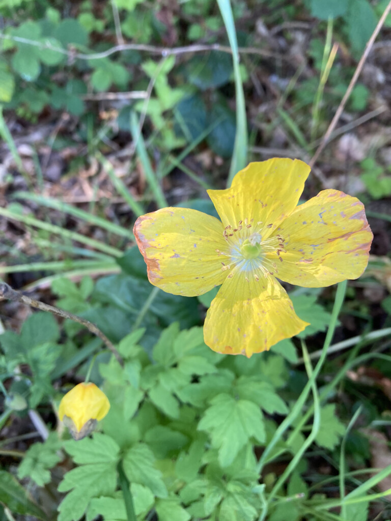 Welsh poppy