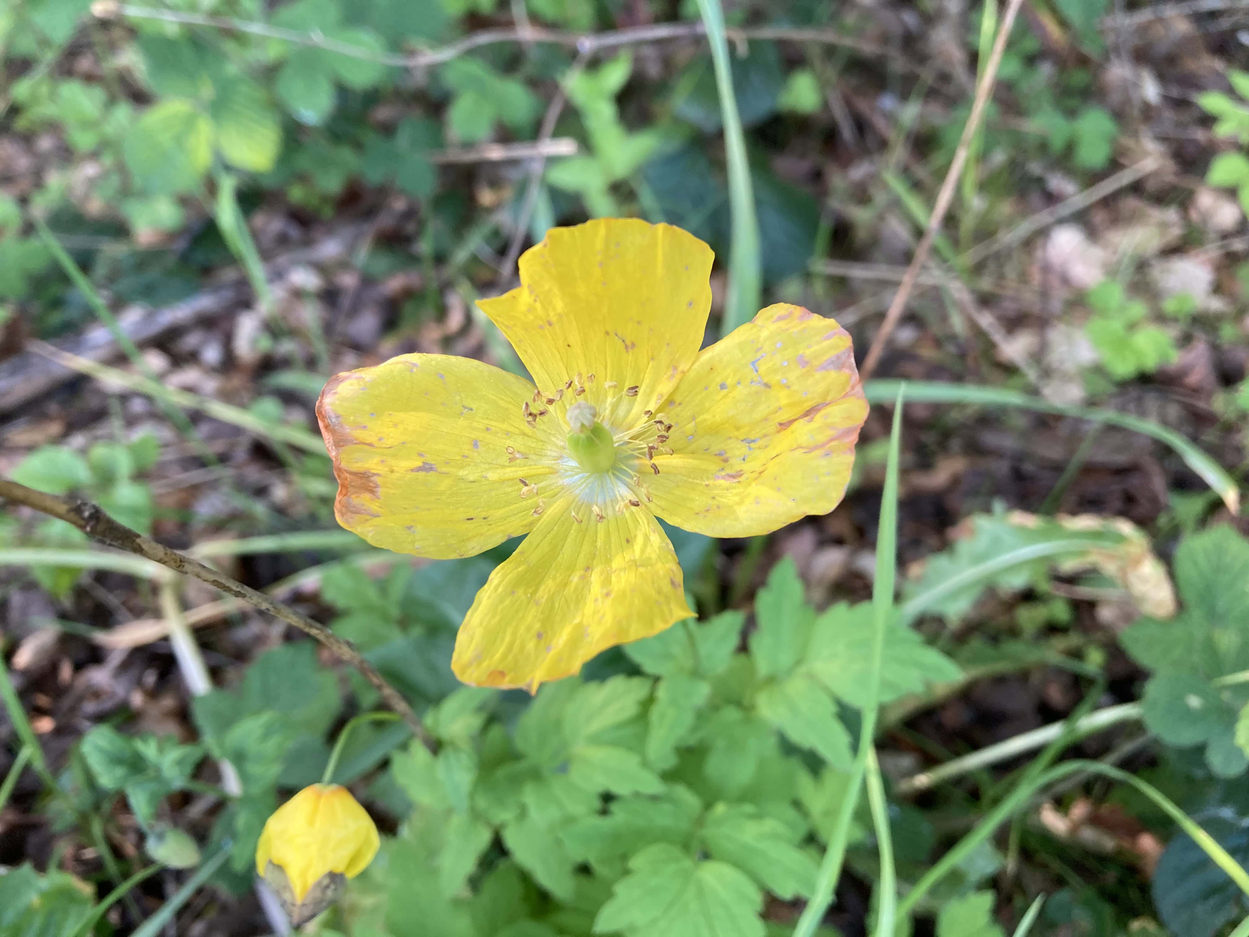 Welsh Poppy — FOTD Jun 06