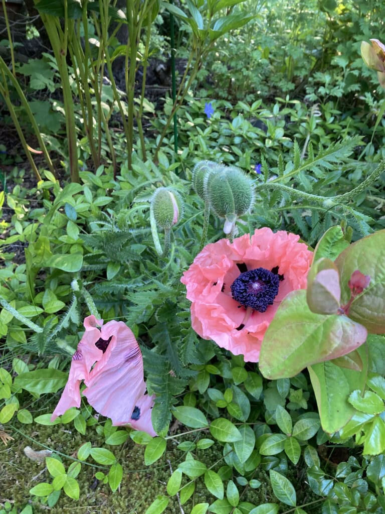 poppy