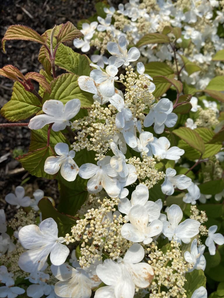 Viburnum