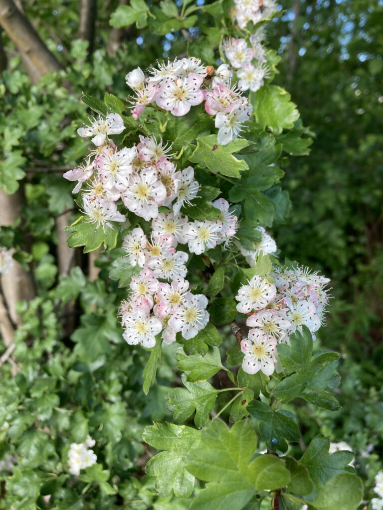 Hawthorn