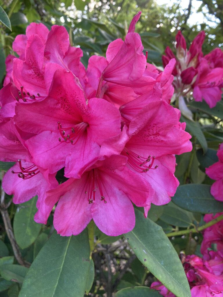 pink rhodie
