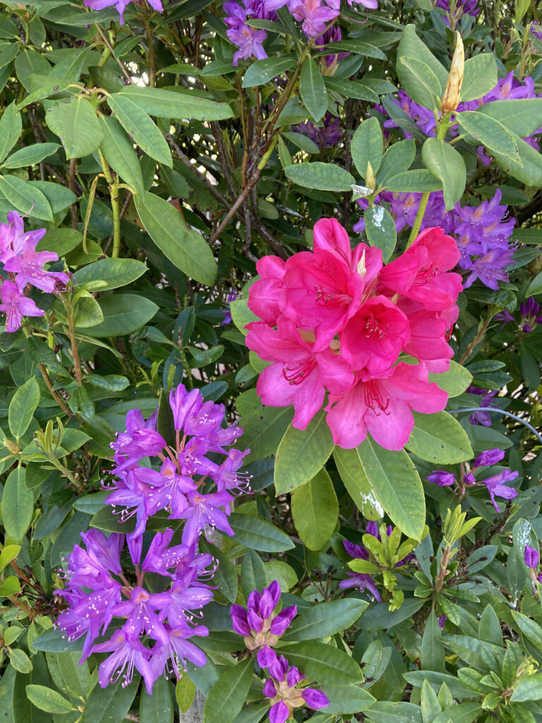 pink rhodies