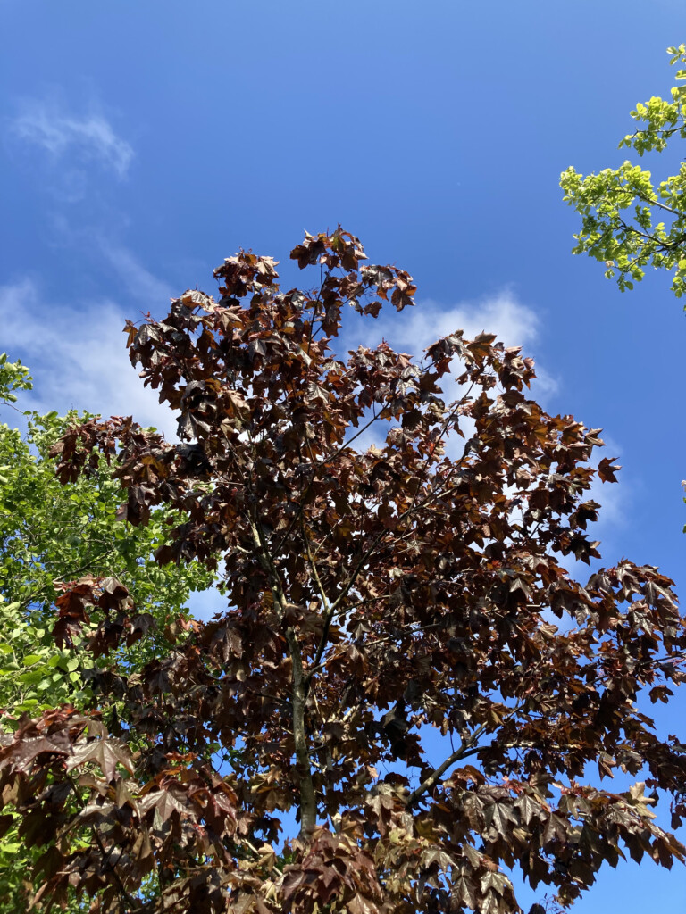 Norway maple