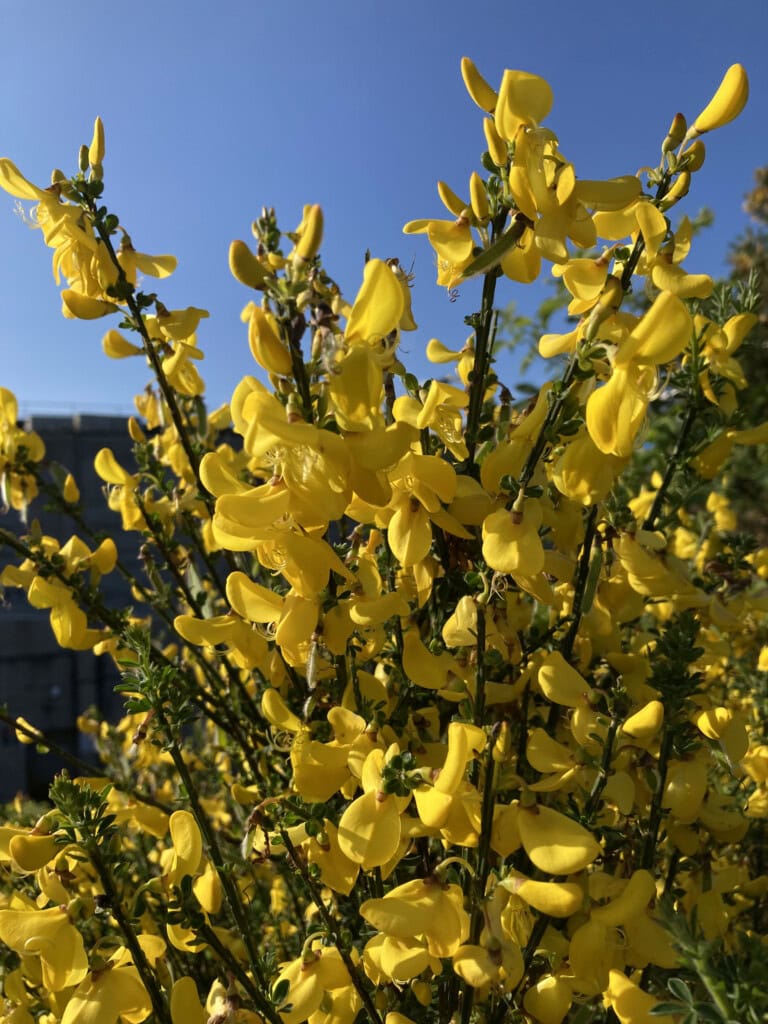 Scotch broom