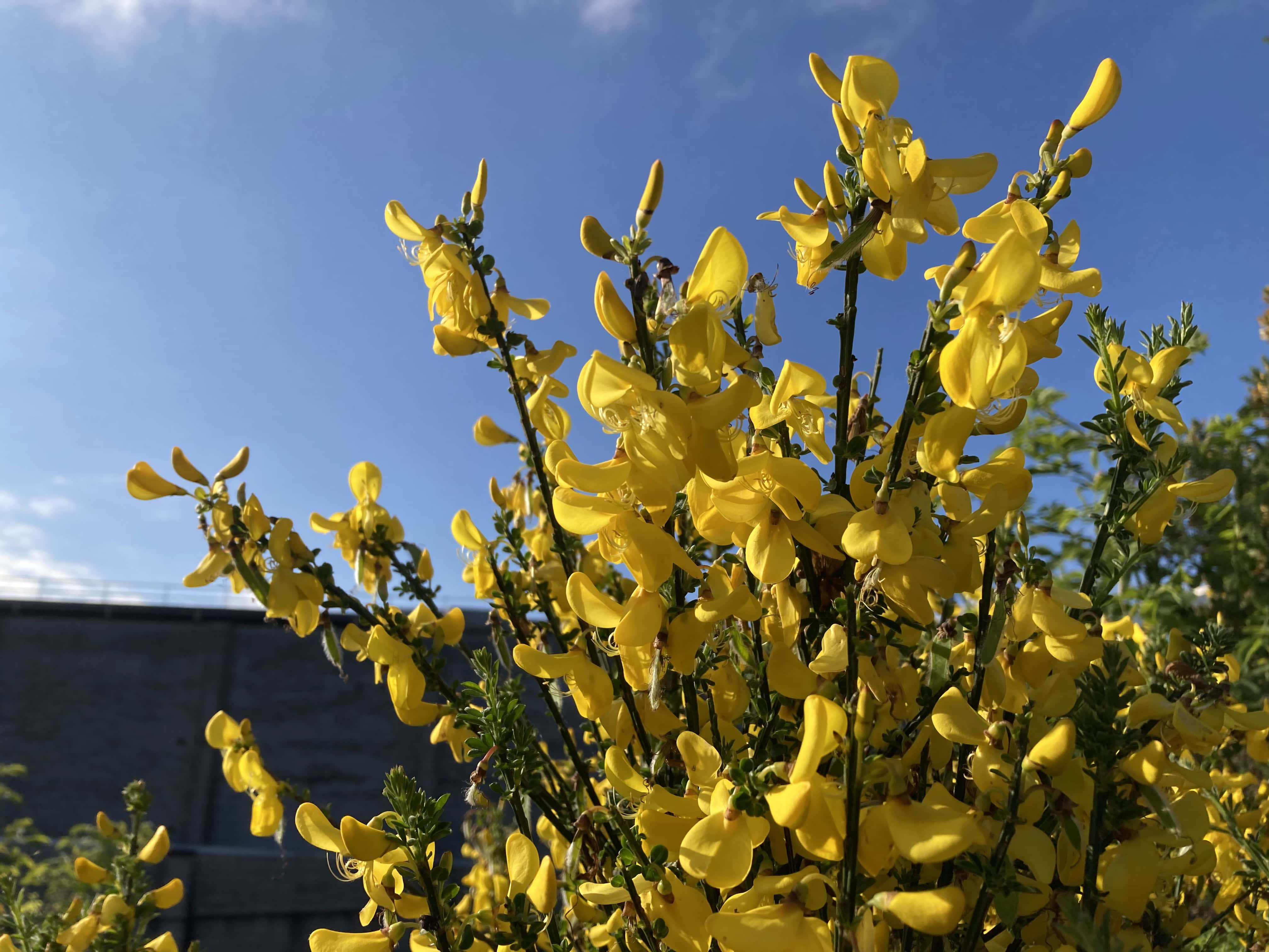 Scotch Broom — FOTD Jun 10